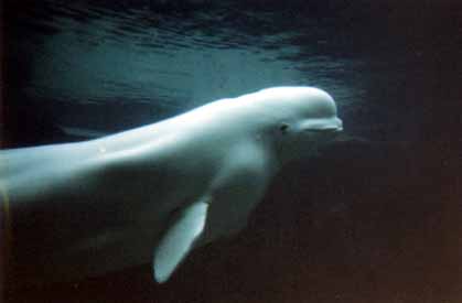 ホワイトジュゴン?