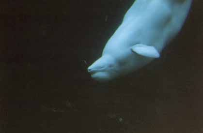 ジュゴンの遊び