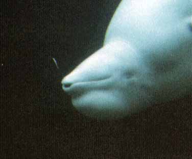 ジュゴンの遊び 拡大図